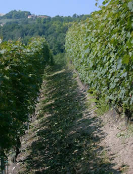 Weinberg Dolcetto